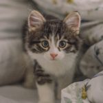Yavru Kedi Mama Tavsiyesi – En İyi Mama ve Süt Tozu